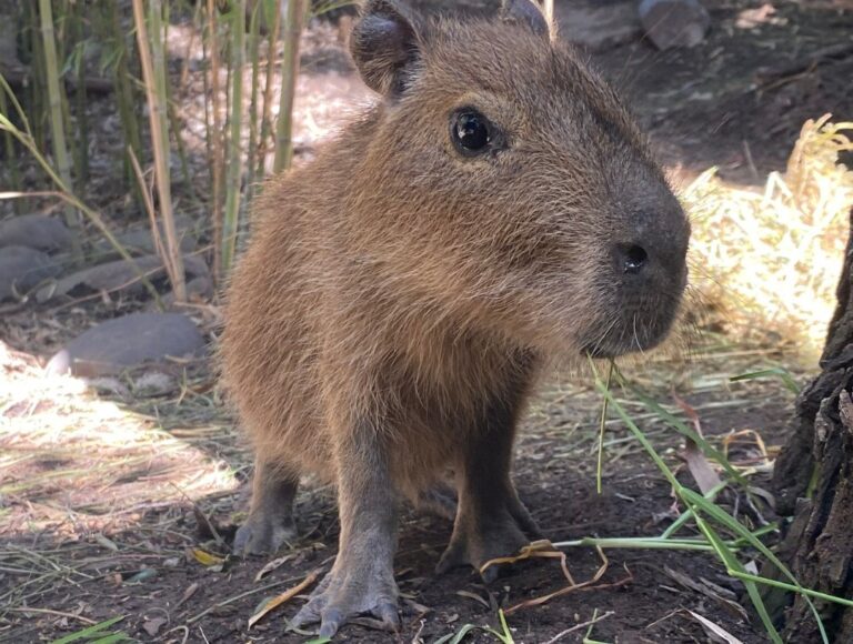 El roedor tendrá su propio evento