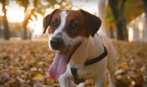 Los perritos son altamente sensibles a su entorno