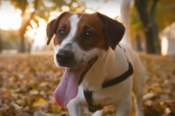 Los perritos son altamente sensibles a su entorno