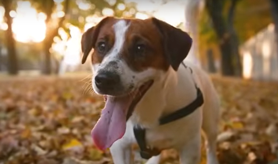 Los perritos son altamente sensibles a su entorno