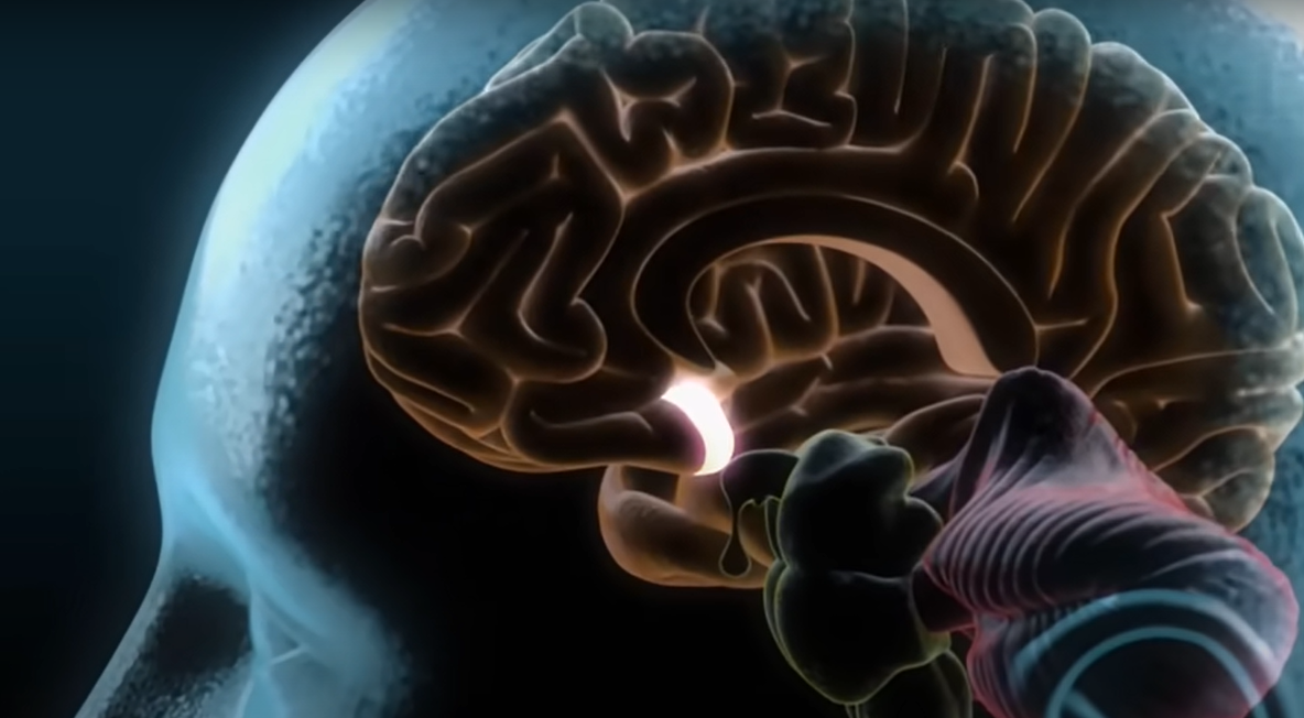 Cerebro humano