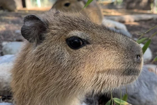 Capibara Fest regresa a fines de mayo en versión 2.0 "Chispi" tiene tres años y es catalogado como el capibara estrella de Buin Zoo