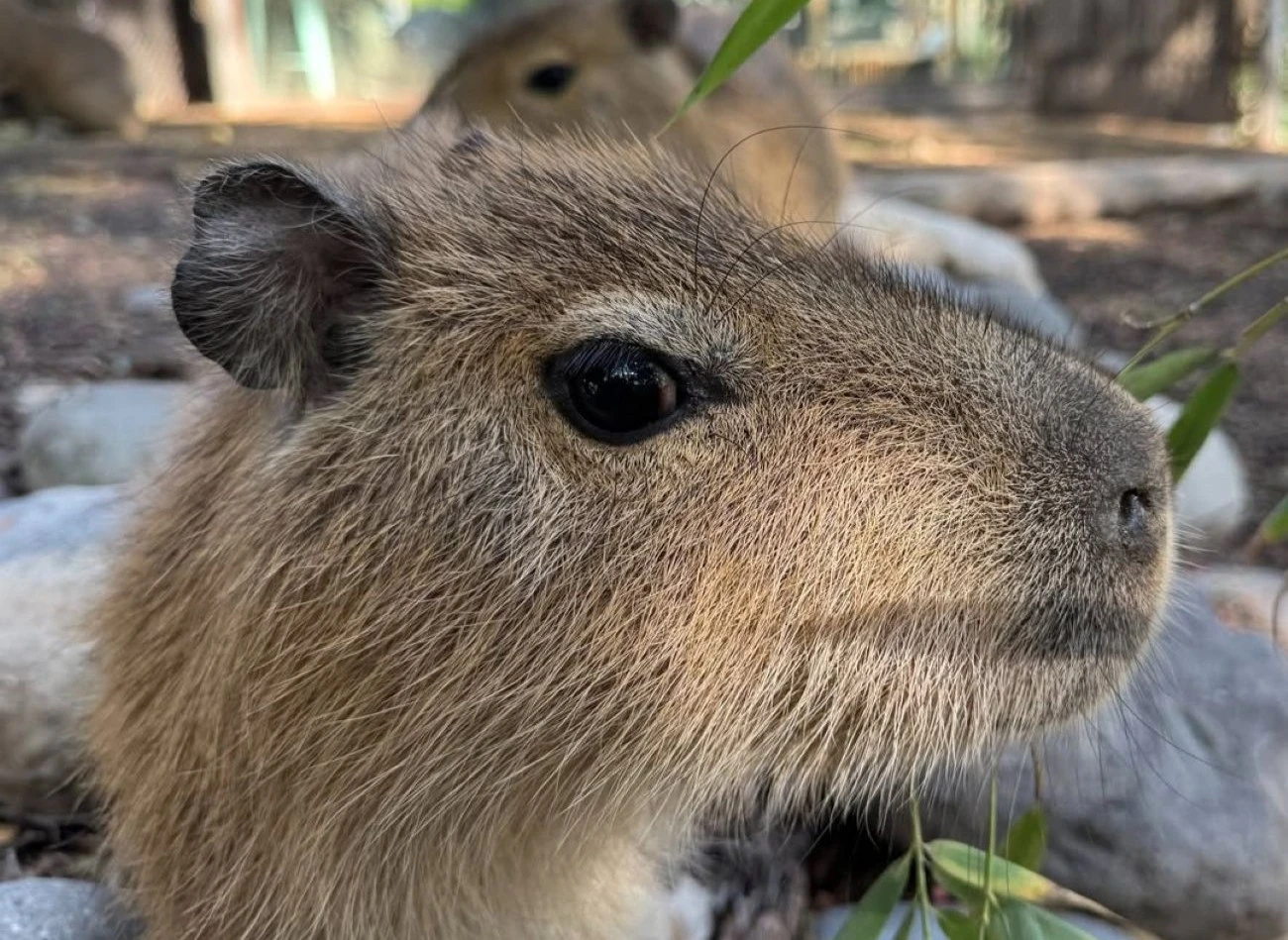 "Chispi" tiene tres años y es catalogado como el capibara estrella de Buin Zoo