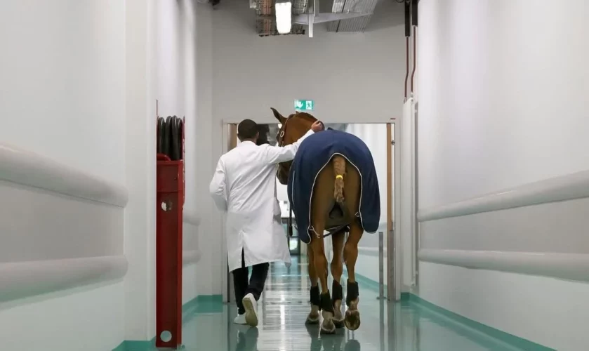 “Doctor Peyo”, el caballo terapeuta de enfermos terminales en Francia 2 Doctor Peyo