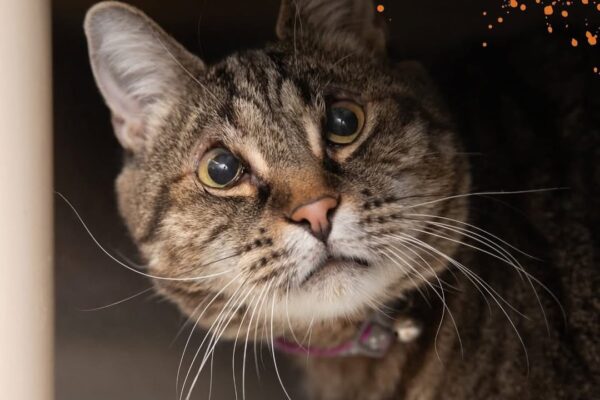 Un milagro imperfecto: Gatito salva a caída de más de 100 metros, pero sus amos no sobrevivieron Imagen referencial