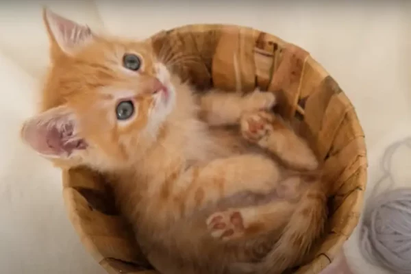 ¿Por qué hay gatos de color naranja? Un gatito naranja descansando
