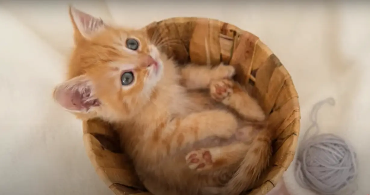 Un gatito naranja descansando