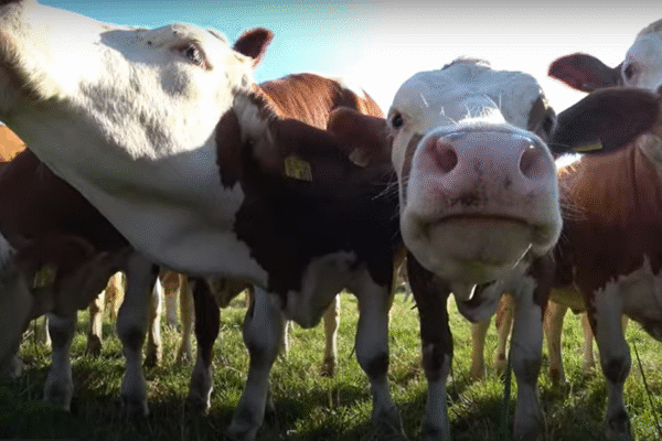 Las vacas son altamente sensibles: Pueden tener una mejor amiga y verse muy afectadas si se separan Vaquitas tomando sol