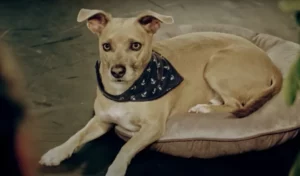La demanda por cementerios de mascotas fue asumida por el Presidente