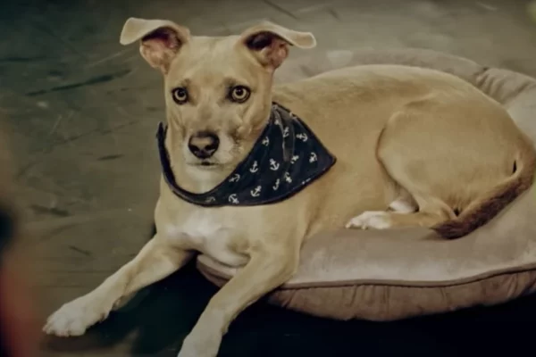 Boric anuncia cementerios de mascotas municipales La demanda por cementerios de mascotas fue asumida por el Presidente