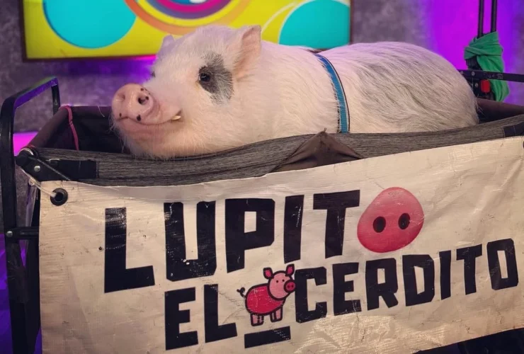 Cerdito Lupito