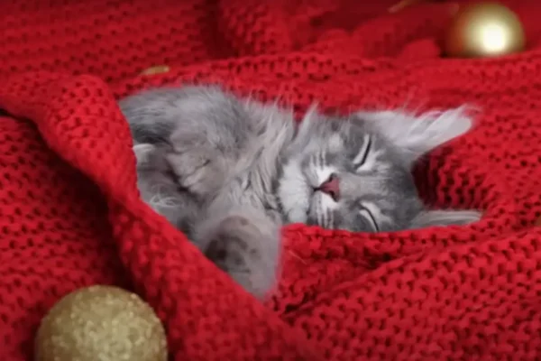 ¿Mucho frío? Tips para el abrigue perfecto de tu mascota este invierno 2025 Gatito en temporada de frío