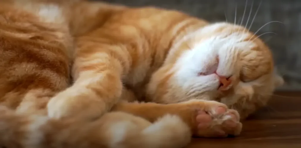 ¿Mucho frío? Tips para el abrigue perfecto de tu mascota este invierno 2025 3 Frio gatito revolcandose