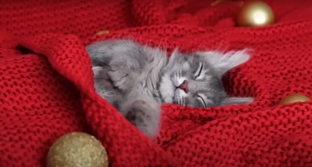 Gatito en temporada de frío