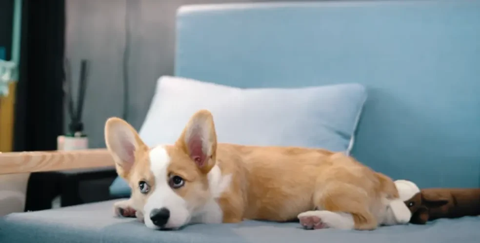 ¿Mucho frío? Tips para el abrigue perfecto de tu mascota este invierno 2025 2 Frio otro perrito