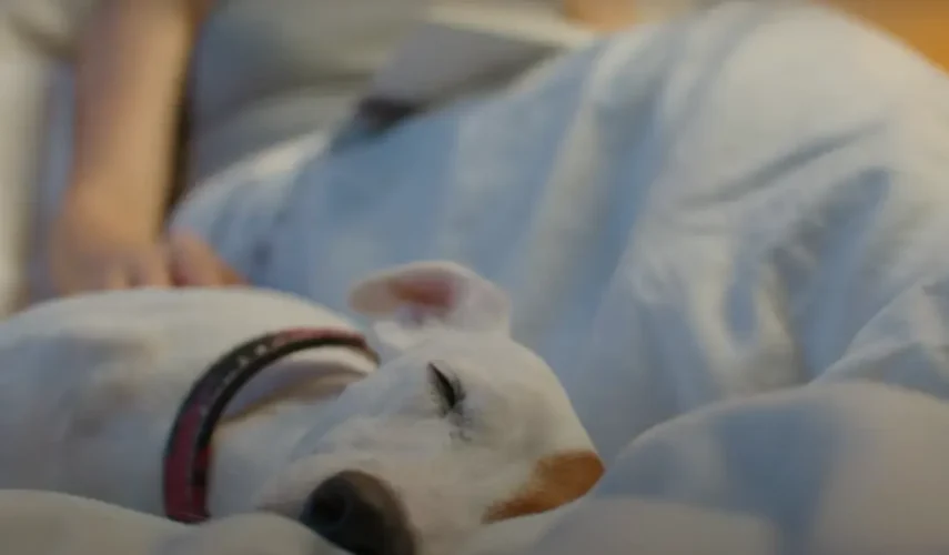 ¿Mucho frío? Tips para el abrigue perfecto de tu mascota este invierno 2025 4 Frio perrito