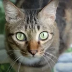 ¿Los gatos pueden reconocer a sus amos con el olfato?