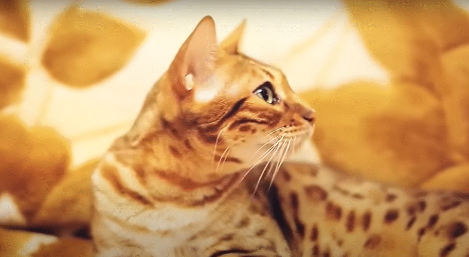 ¿Los gatos pueden reconocer a sus amos con el olfato? 2 Gatos 2