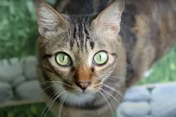 ¿Los gatos pueden reconocer a sus amos con el olfato? Gatos