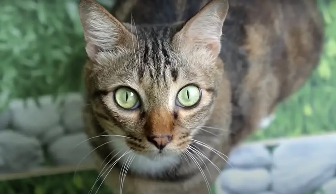 Gatos