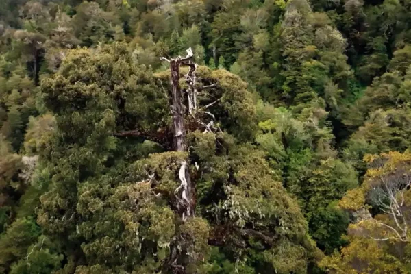 El «Gran Abuelo», árbol más antiguo del mundo enfrenta un futuro incierto Gran Abuelo - Alerce Milenario