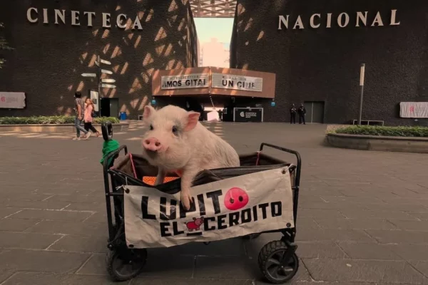 Cerdito Lupito, el activista que se moviliza por un México más humano Cerdito Lupito