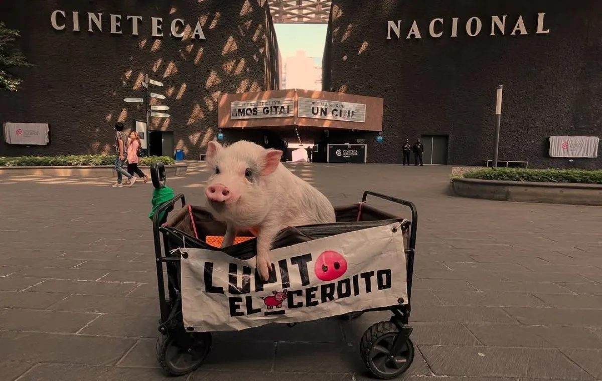 Cerdito Lupito