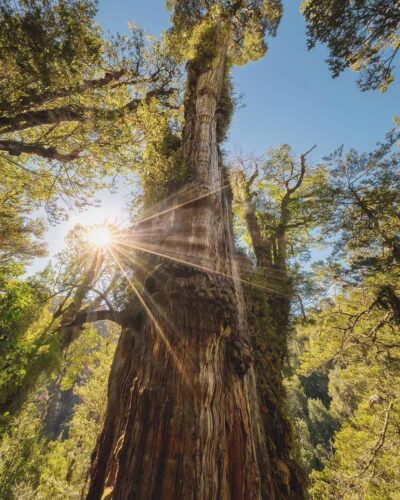 El "Gran Abuelo", árbol más antiguo del mundo enfrenta un futuro incierto 2 e8ddb080 gran abuelo