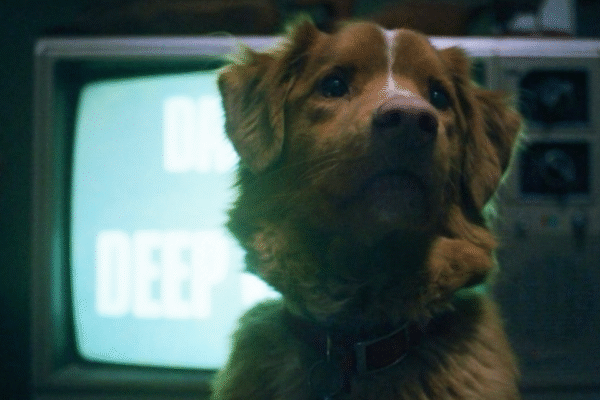 Good Boy Terror
