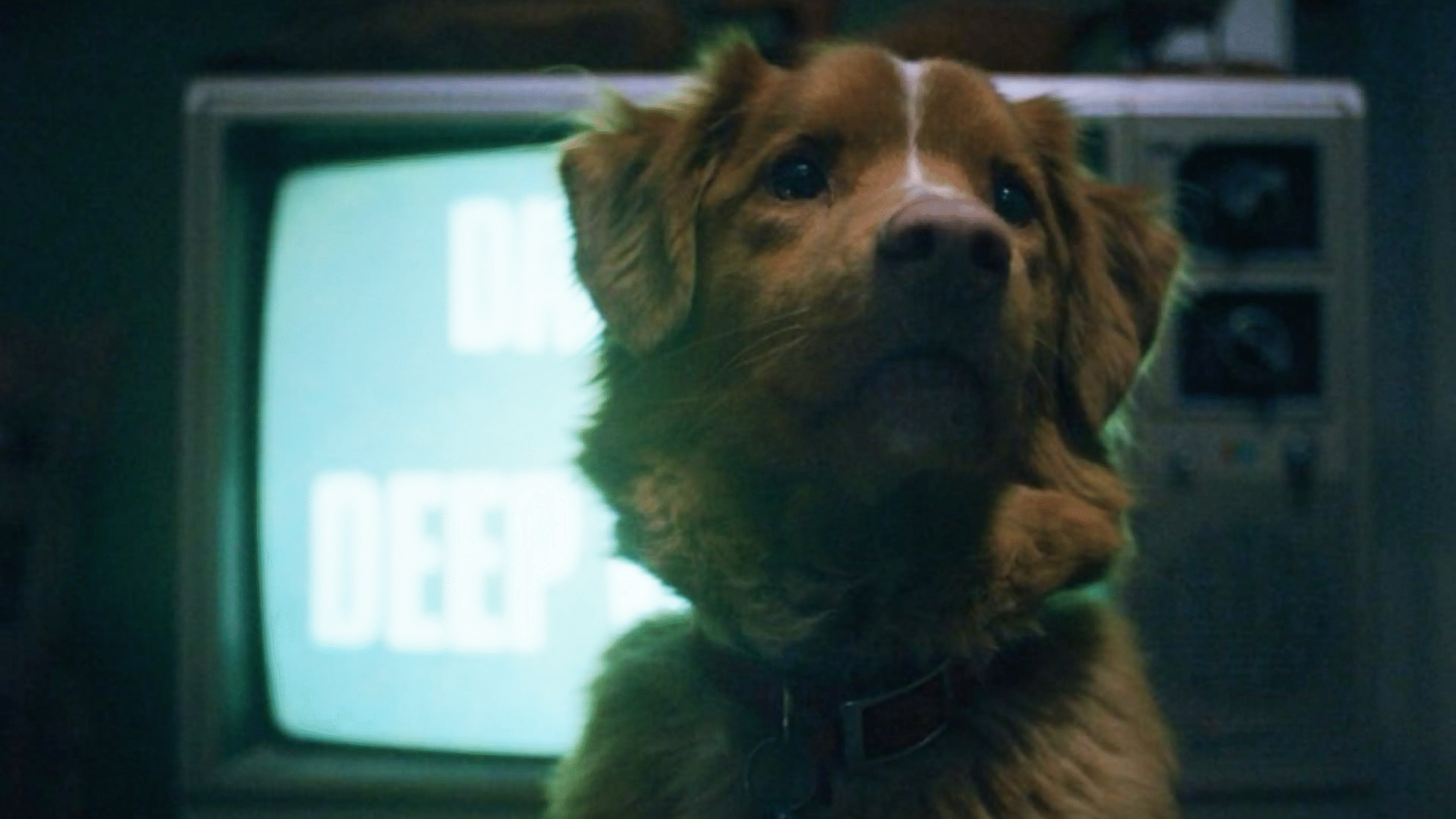 Good Boy Terror